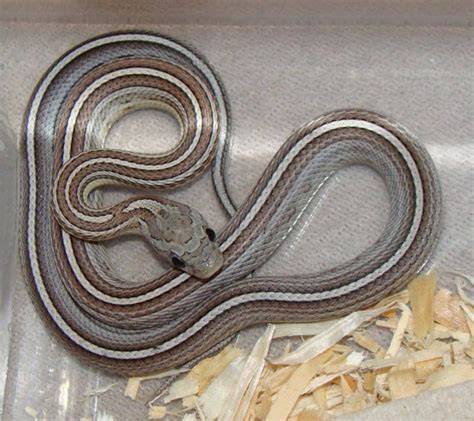 Anery Stripe Tessera Cornsnake Ians Vivarium