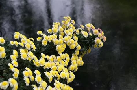 李群玉《金塘路中》诗词赏析：黄叶黄花古城路，秋风秋雨别家人 知乎