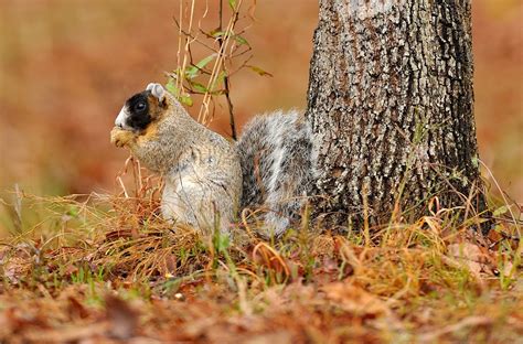 Species Profile Fox Squirrel Mossy Oak Gamekeeper