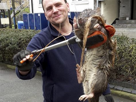 giant rat   london gas engineer finds rodent bigger  small