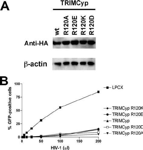 Effects Of B Box 2 Arginine Changes On TRIMCyp A The Steady State