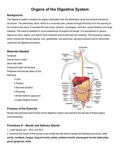 Organs Of The Digestive System Lab