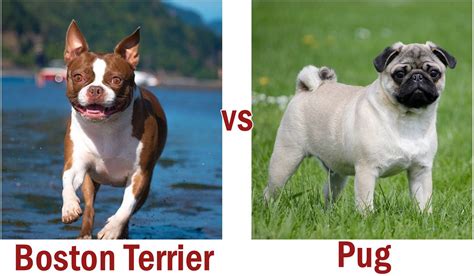 Boston Terrier Vs Pug - What Are The Main Differences? - Siri Pet