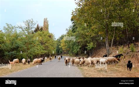 Lamm hund Fotos und Bildmaterial in hoher Auflösung Alamy