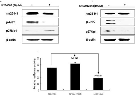 The Forkhead Box O Foxo3 Pathway Inhibitors Regulate The Expression