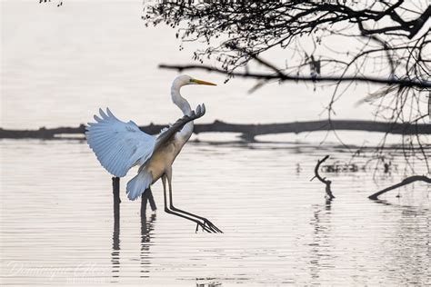 Grande aigrette Great egret Ardea Alba Un grand merci à Flickr