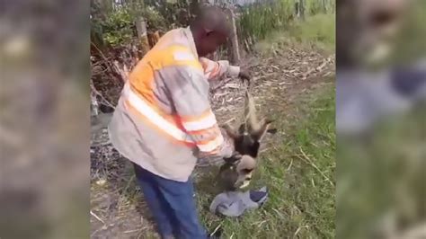 Video Brutal Ataque Contra Un Oso Hormiguero En El Valle Causa