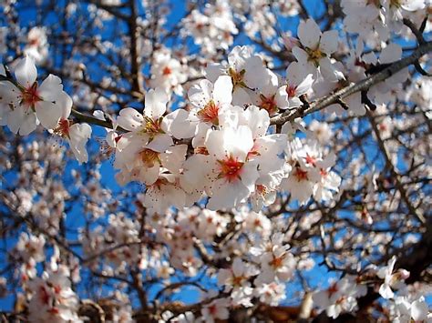 Agrigento A Sagra Del Mandorlo In Fiore Dall Febbraio Al Marzo