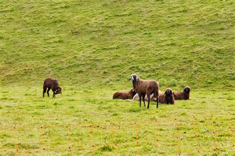 Rebanho Pequeno Dos Carneiros Que Pastam Em Um Pasto Foto De Stock