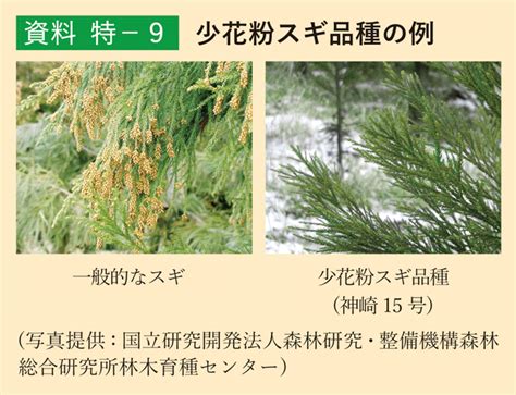 第1部 特集 第2節 スギ等による花粉症の顕在化と対応（2）：林野庁