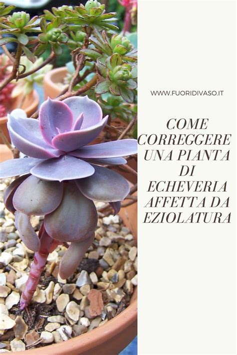 Come Correggere Una Pianta Di Echeveria Affetta Da Eziolatura