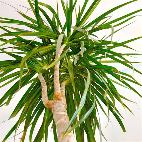 Pleomele Verde Dracaena Reflexa Como Cuidar E Mais Dicas De Cultivo