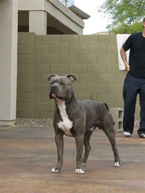 knight sabre  thunderfoot  year abptamstaff mix blue nose
