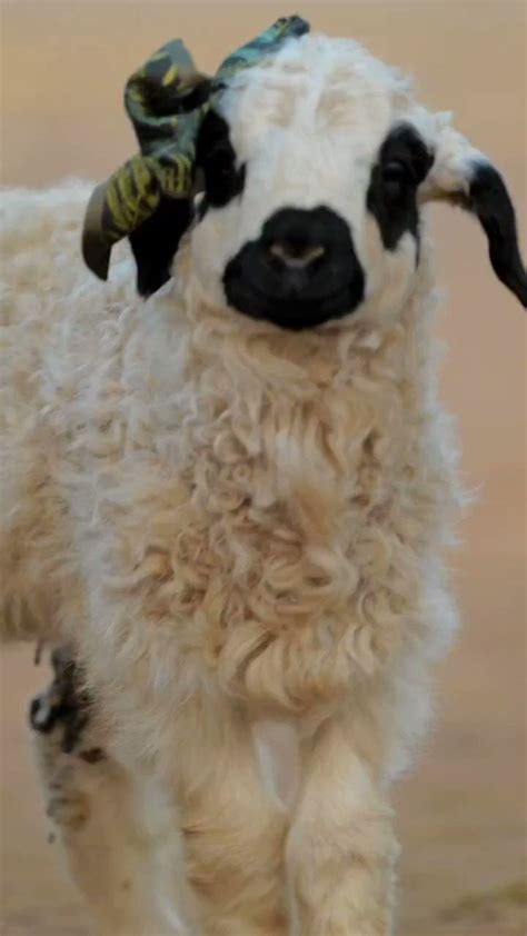 Across Inner Mongolia On Twitter Let S See This Cute Lamb On The