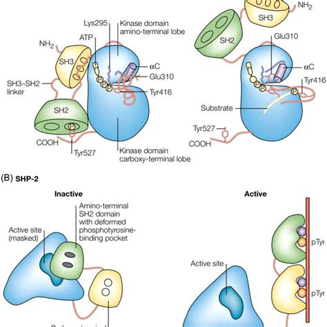 Molecular Mechanism Of Sh Domain Function A The Roles Of The