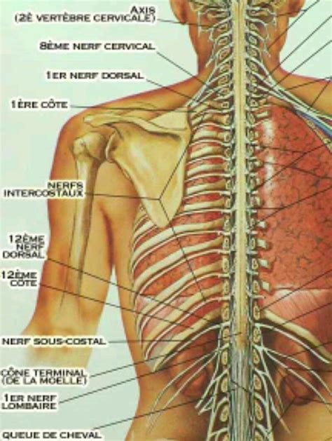 Nerfs Intercostaux Douleur Intercostale Nevralgie Clinique