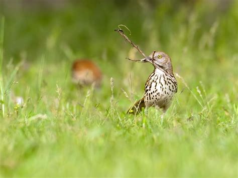 Brown Thrasher Nesting (Behavior, Eggs, Location) | Birdfact