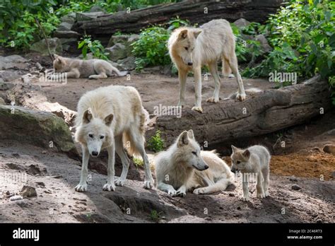 Grey Wolf Pack With Pups