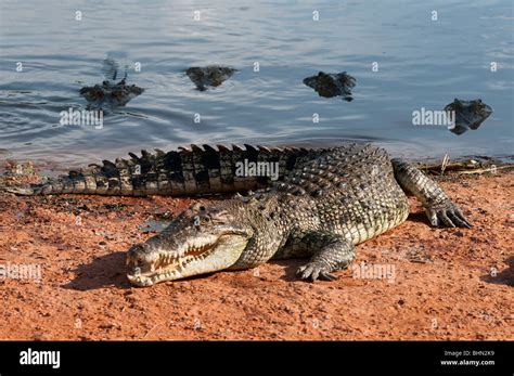 Australian Male Saltwater Crocodile Waiting To Be Fed With His Harem Of