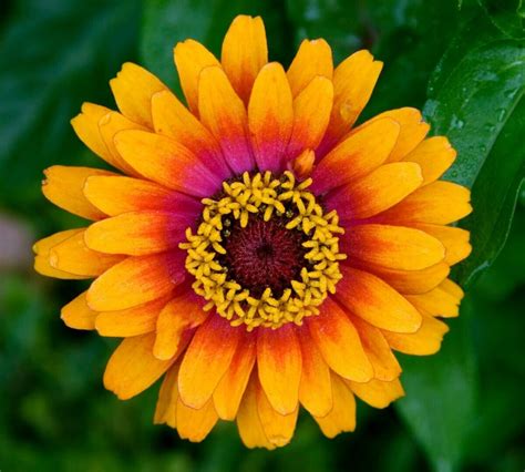 43 Popular Types of Zinnia Flowers - Petal Republic