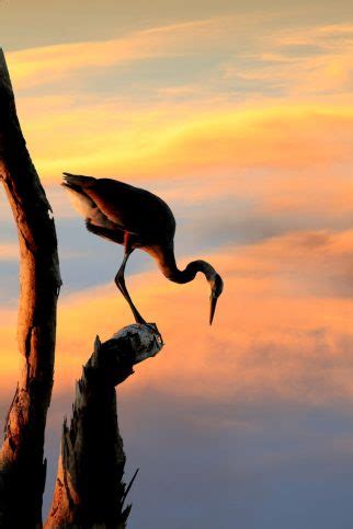 Great Blue Heron Spritual Meaning Awakening State