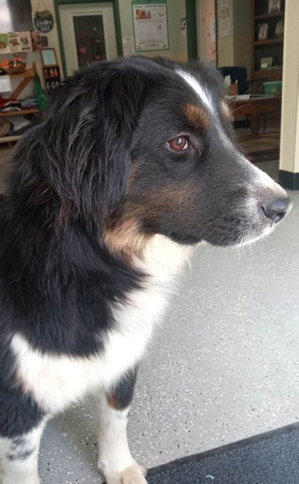 Lakeside AZ Border Collie Meet Leah A Pet For Adoption AdoptaPet