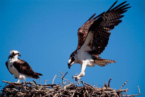 Osprey | Fish-eating, Migration, Conservation | Britannica