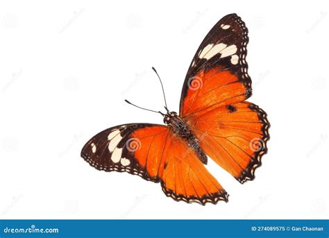 Hermosa Mariposa Volando Aislado En Fondo Blanco Coster Acraea Violae