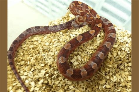 35 Best Corn Snake Morphs Colors Pictures Price