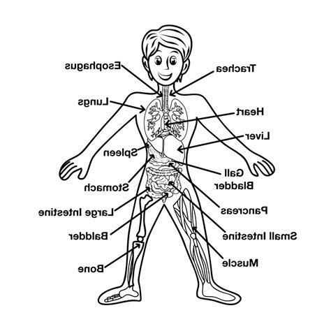 Circulatory System Drawing at GetDrawings | Free download