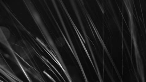 Wallpaper grass, black and white, macro, dark hd, picture, image