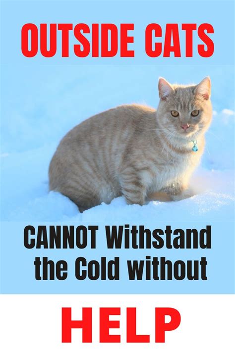 Keeping Outdoor Cats Warm In Winter Outside Cats Tips Outside Cats