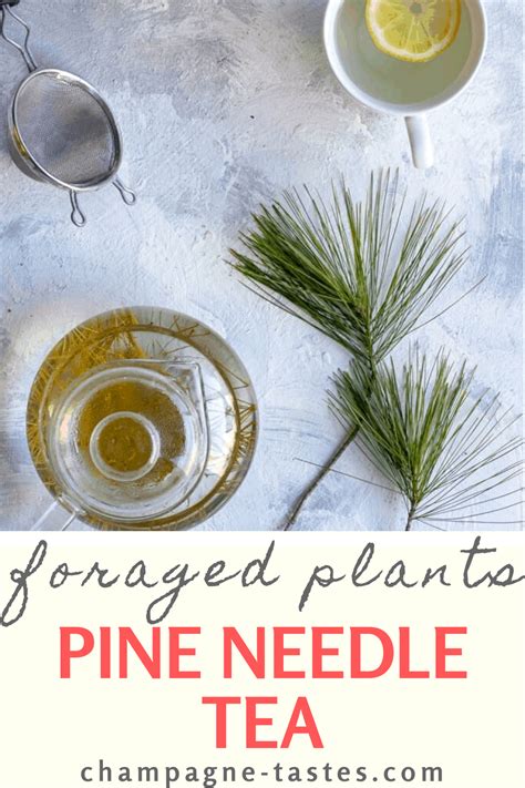 Pine Needle Tea Artofit