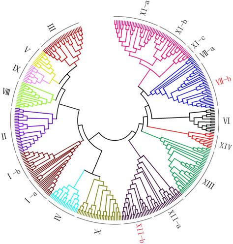 Unrooted Phylogenetic Tree Of Lrr Rlk Genes Retrieved From Populus