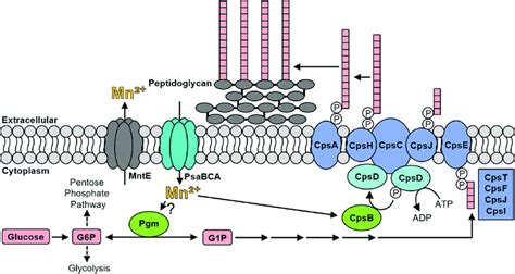 Schematic Overview Of Capsular Polysaccharide Biosynthesis In S