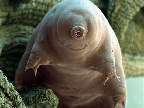 Osos De Agua En El Espacio