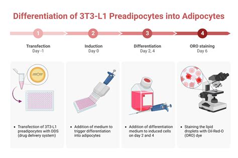 Experimental Protocol For Differentiation And Transfection Of T L