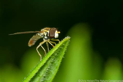 Photos Of The Week May The Prairie Ecologist