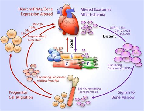 Exosomes And Cardiac Repair After Myocardial Infarction Circulation