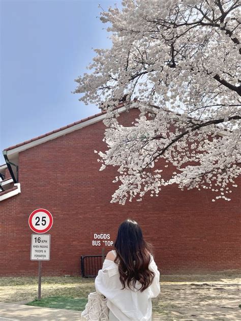 용산의 숨은 벚꽃 명소는 용산공원🌸🌸🌸 트립닷컴 서울