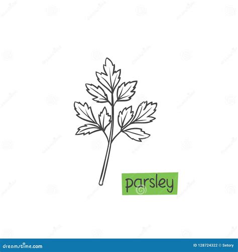 Parsley Hand Drawn Watercolor Painting Stock Image