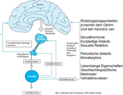 Biopsychologie Seminar Bewegungssteuerung Karteikarten Quizlet