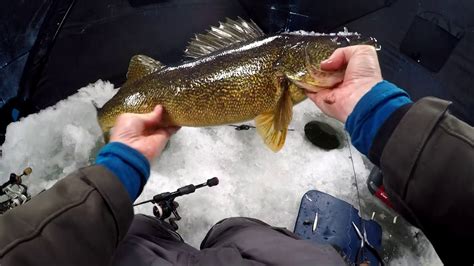 Bay Of Quinte Walleye Bonanza Youtube