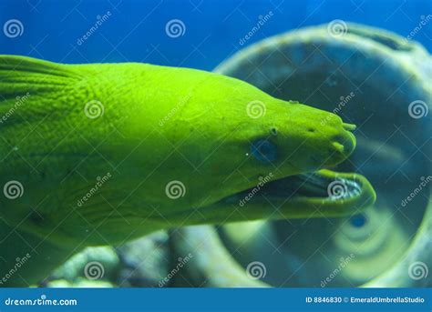 Moray Eel Head Royalty-Free Stock Image | CartoonDealer.com #8846830