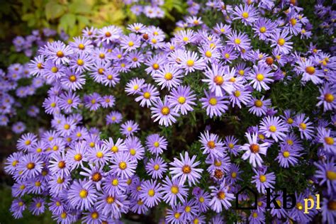 astry marcinki opis wymagania pielegnacja praktyczne porady