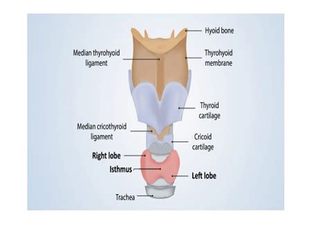 thyroid hormoneppt structure synthesis  functions
