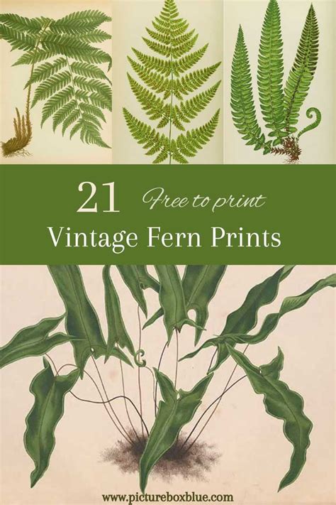 Vintage Fern Prints Bring Natures Beauty To Your Home