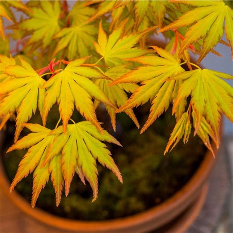 Acer Palmatum Orange Dream 25cm Sklep Z Roślinami Cocaflora