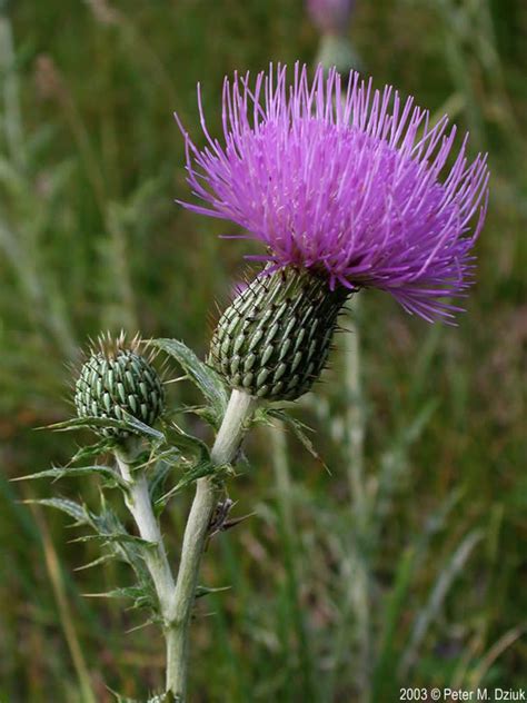 Cirsium Flodmanii Flodmans Thistle Minnesota Wildflowers