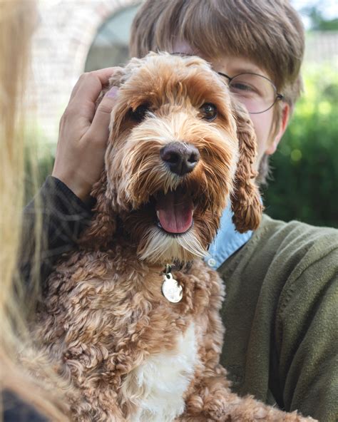 Onze Honden Wanderlust Australian Labradoodles